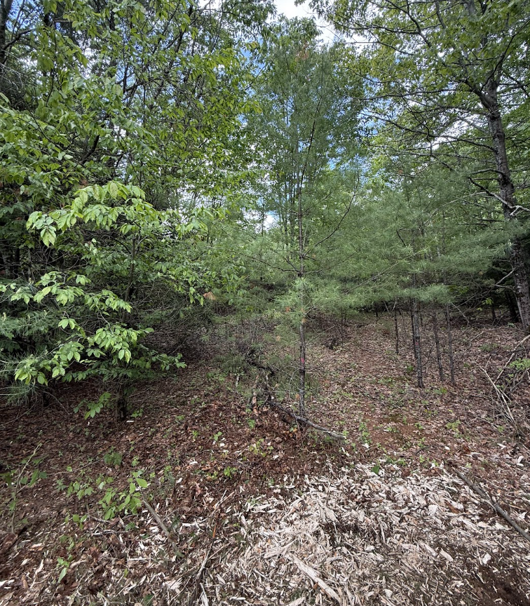 Overgrown lot with scattered trees and brush before land clearing
