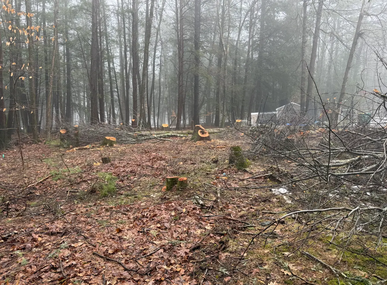 Wooded yard with cut stumps and brush before cleanup and grading
