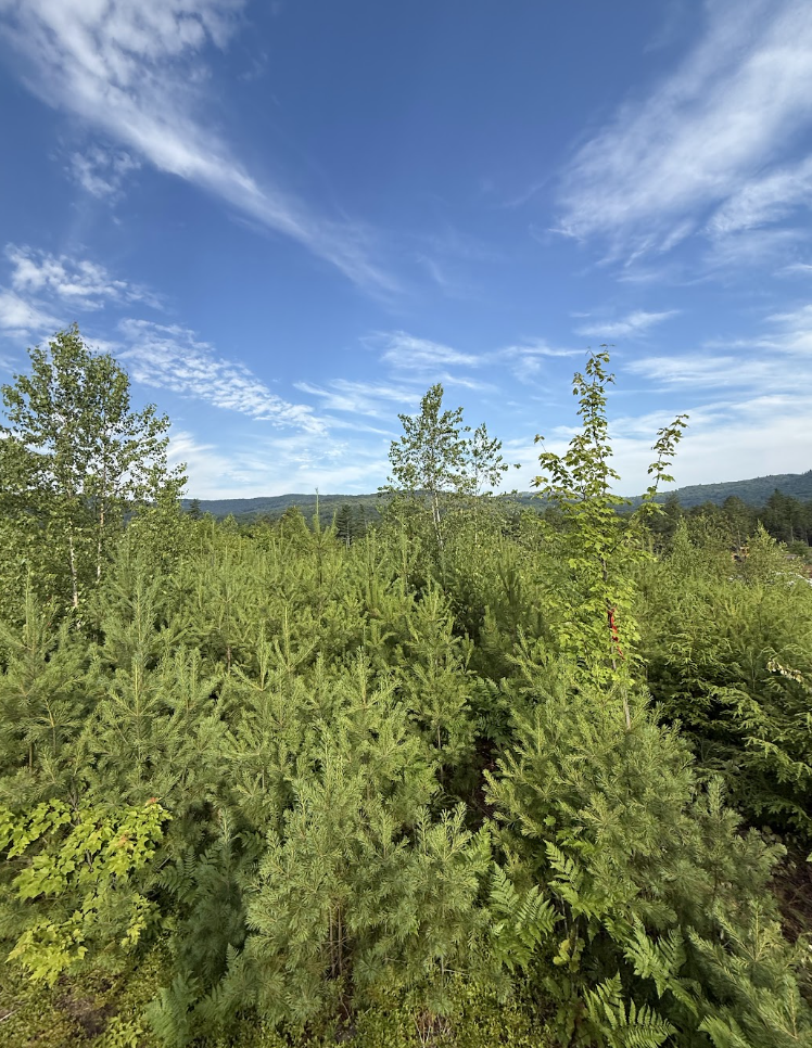 Dense pine regrowth and brush before mulching
